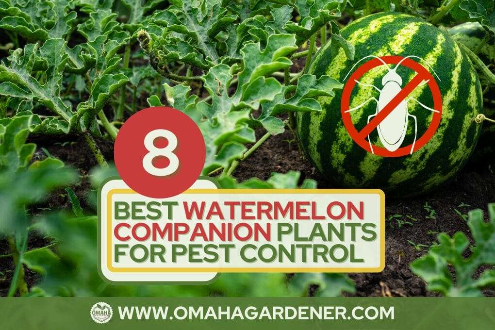 Best Watermelon Companion Plants For Pest Control