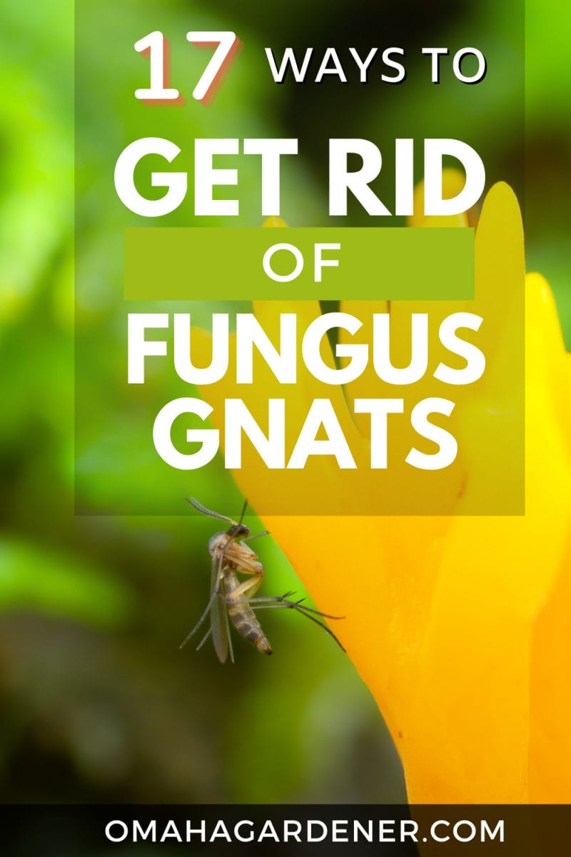 Fungus Gnats: Top 17 Ways To Kill Them And Protect Your Plant