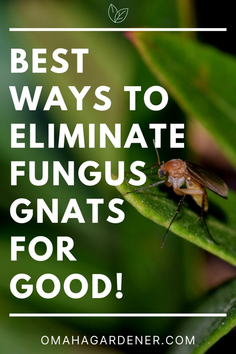 Fungus Gnats: Top 17 Ways To Kill Them And Protect Your Plant