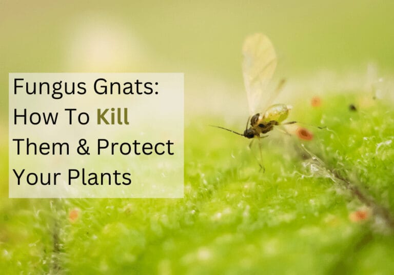 Fungus gnats, how to rid fungus gnats, how to protect your plants from fungus gnats
