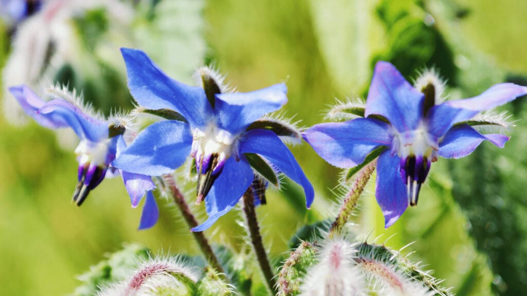 Borage Plants