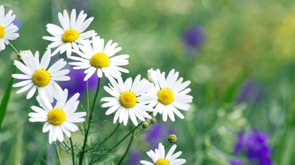 Chamomile plants