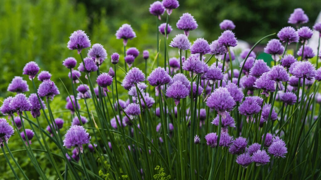 Chive plants