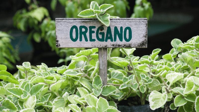 Oregano plant with sign