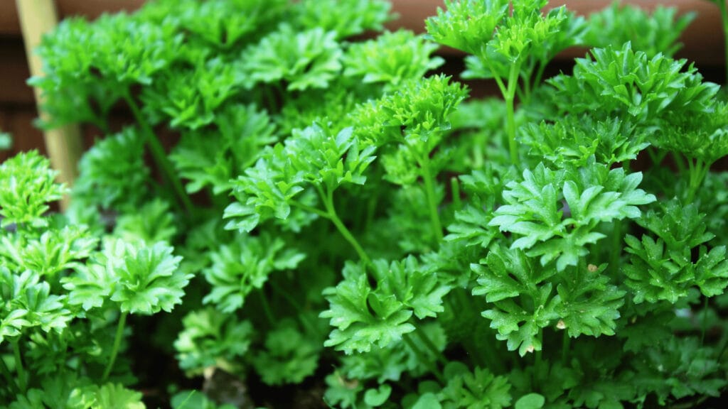 How Long Do Herbs Take To Grow From Seed - Plus 15 Tips 12 Bunch of Parsley