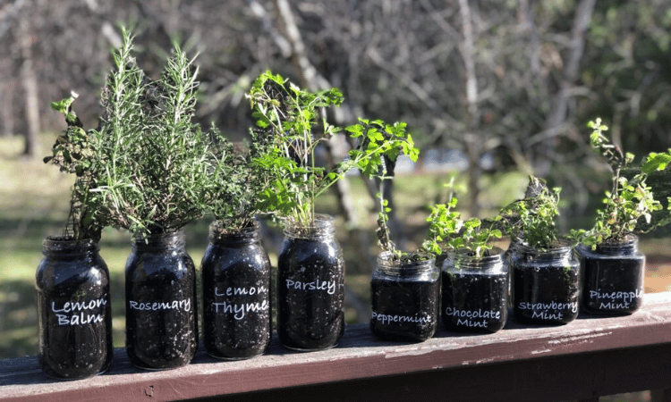 herbs in mason jars. how to choose and grow herbs.