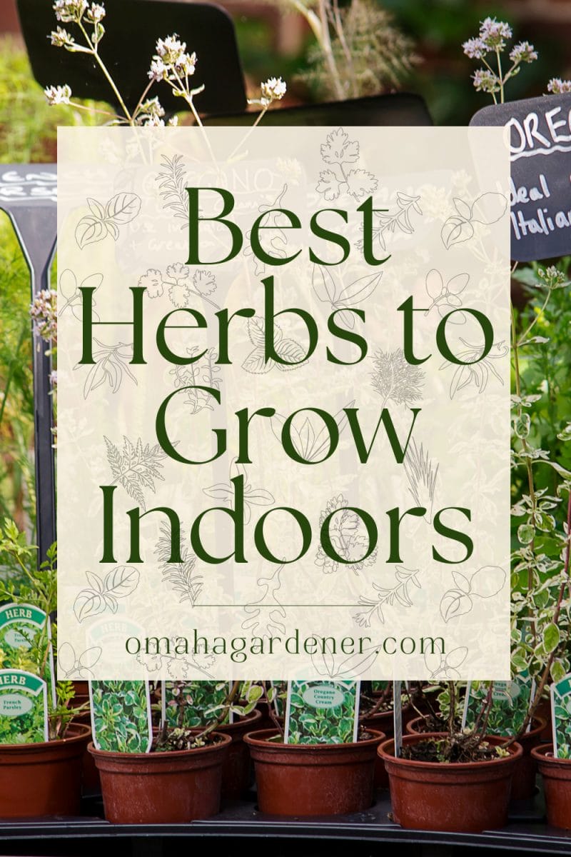 How To Choose and Grow The Best Herbs