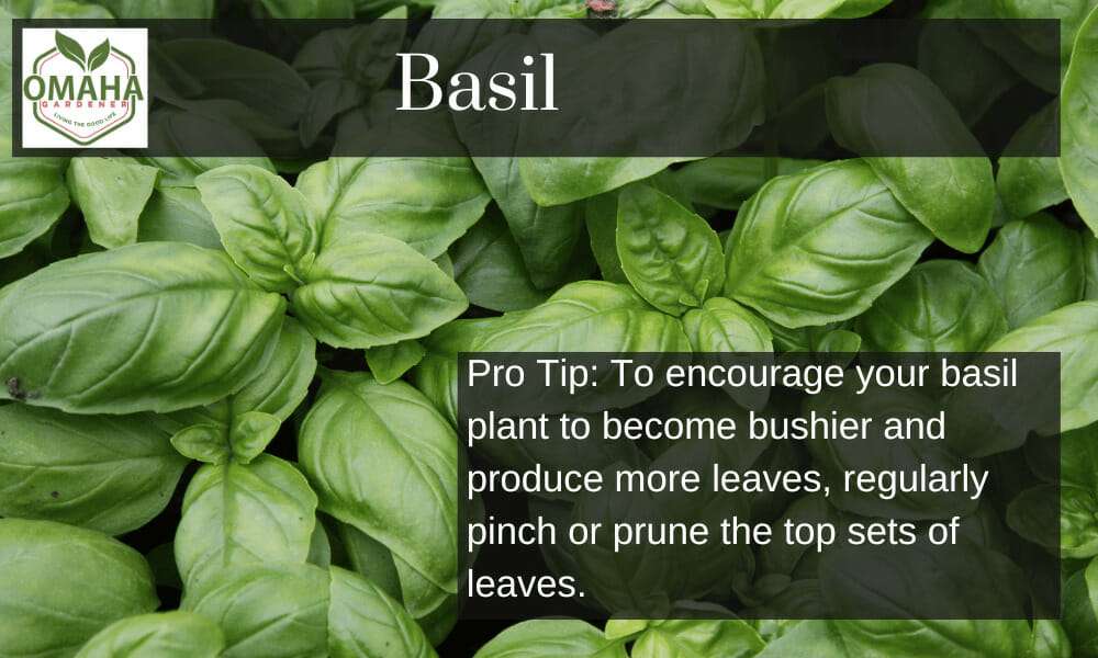 Learn basil growing techniques to encourage bushier plants and maximize top leaf production.