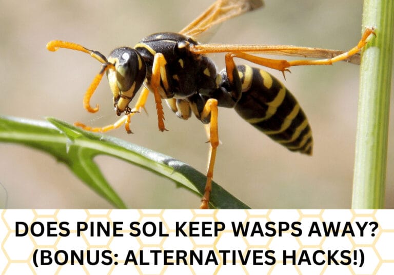 Does Pine Sol Keep Wasps Away