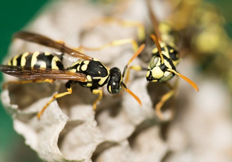 Pollinators, wasps, does pine-sol keep wasps away. Get rid of grass carrying wasps.