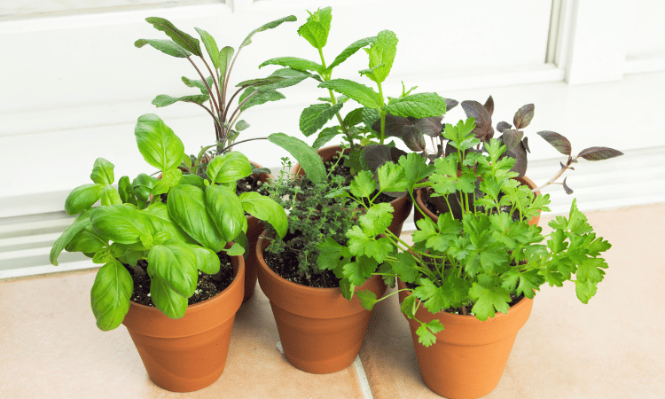 Herbs in a container