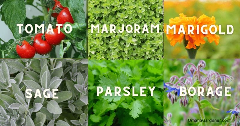 Best companion planting for basil is tomato, marjoram, marigold, sage, parsley, and borage.
