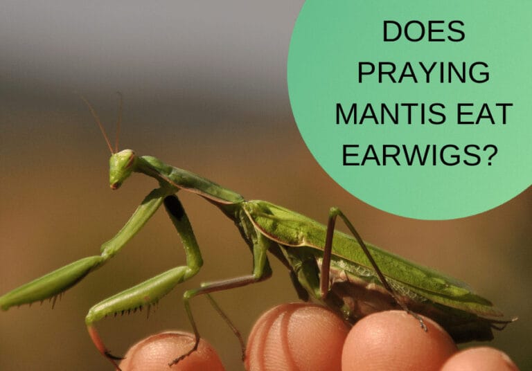 Does Praying Mantis Eat Earwigs