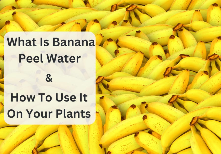 Banana peel water benefits and how to use