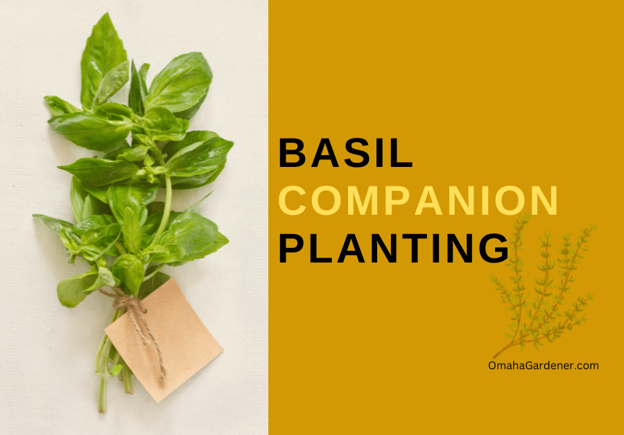 Basil Companion Plants Basil companion