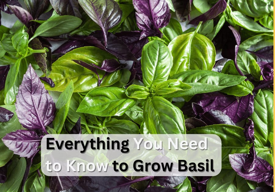 Growing basil. Everything you need to know