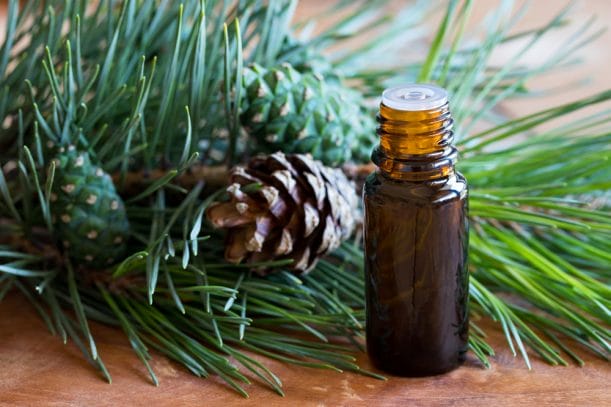 A dark bottle of pine essential oil with fresh pine twigs Does Pine Sol Keep Wasps Away