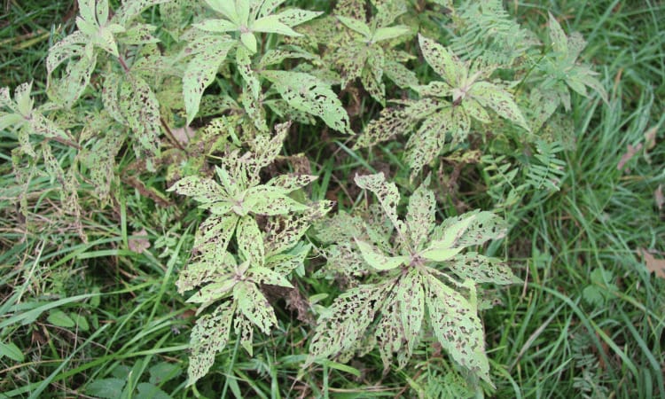 plant disease