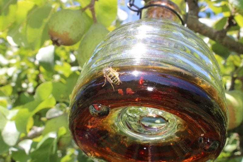 Wasp Trap.