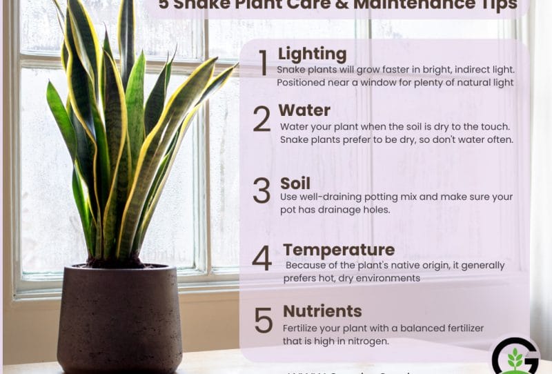 How Fast Do Snake Plants Grow
1. Snake plants are easy to grow and need very little care
2. They thrive in indirect sunlight or light filtered through glass
3. Snake plants need water but not too much - just enough to moisten the soil, not drowning the plant
4. Keep snake plants away from drafts and direct sunlight
5. Snake plants should be positioned near a window for plenty of natural light