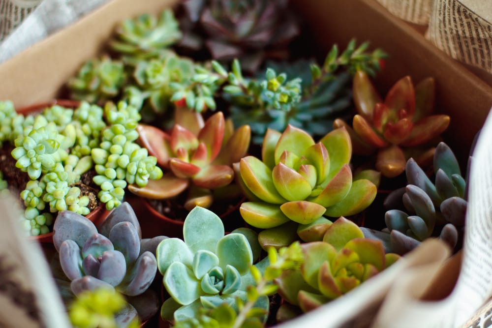 Beautiful multi-colored cactus succulents in a planter