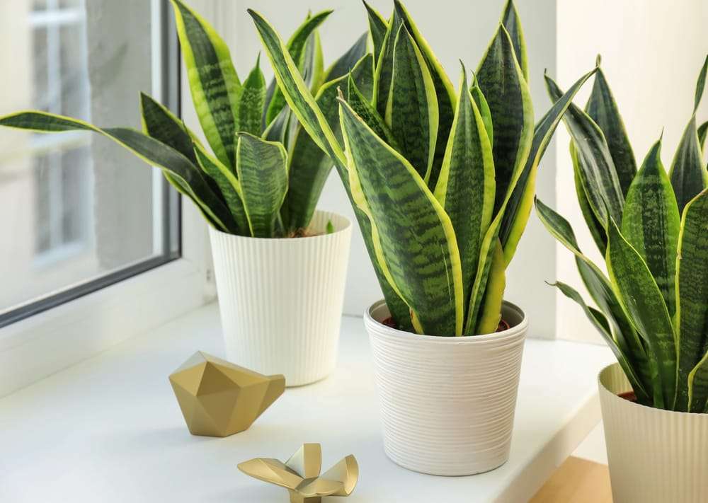 Three snake plants in white pots are placed on a window sill, accompanied by two small, gold geometric ornaments. Often admired for their aesthetic appeal, you might wonder: How fast do snake plants grow in such charming arrangements? omahagardener.com