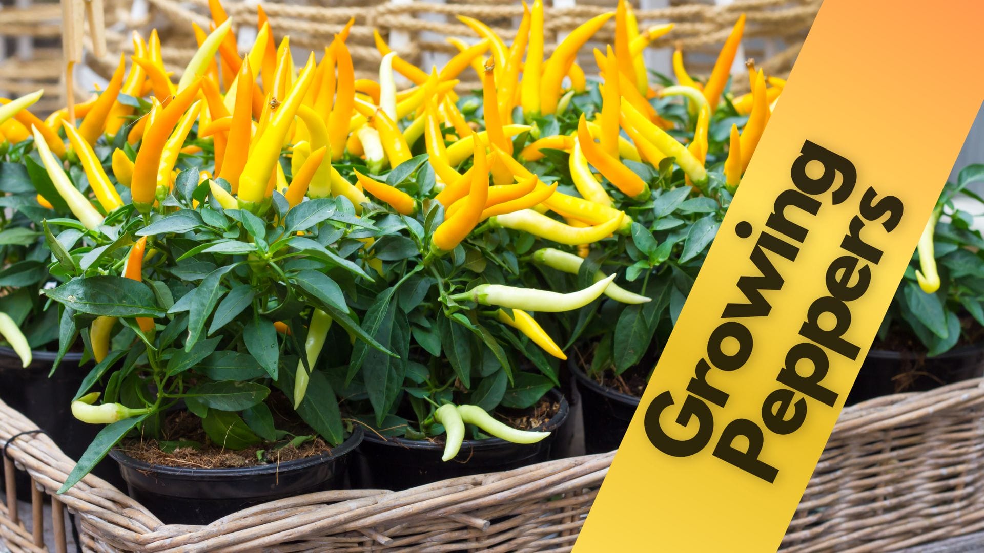 how-to-grow-amazing-peppers-from-seed