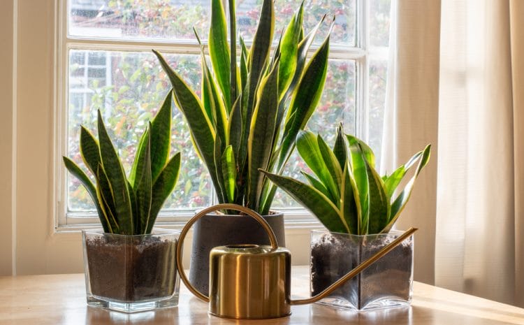A sansevieria trifasciata snake plant in the window of a modern home or apartment interior.