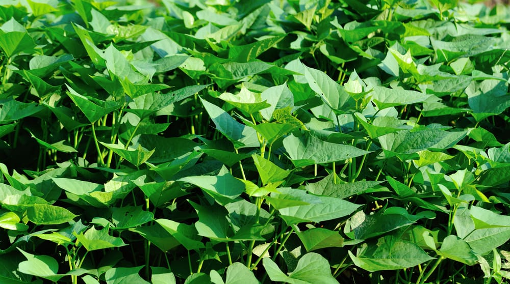 Green sweet potato leaves in growth at filed