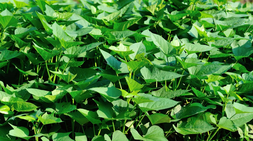 Digging Deep: How To Grow Sweet Potatoes 4 Green sweet potato leaves in growth at filed
