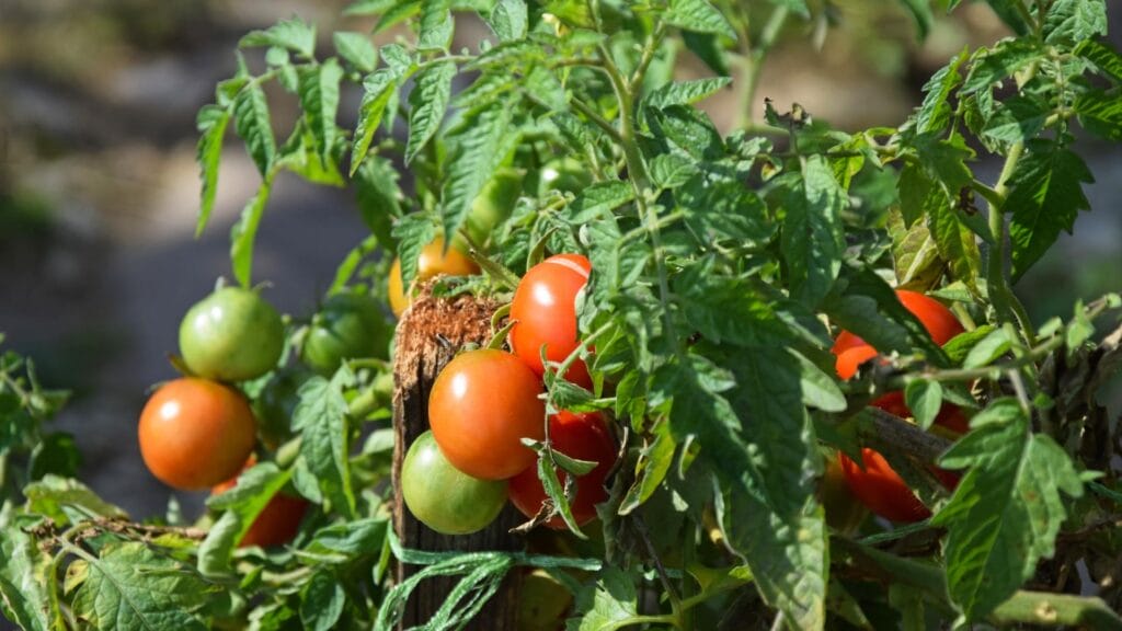 Top 5 Causes Of Mealy Tomatoes And How To Solve