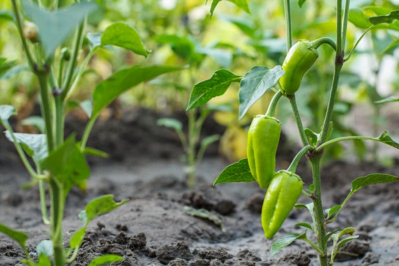 Young bell peppers growing on a bush in the garden. Bulgarian or sweet pepper plants. Shallow depth of field.
pepper plant. How to grow amazing peppers from seed.