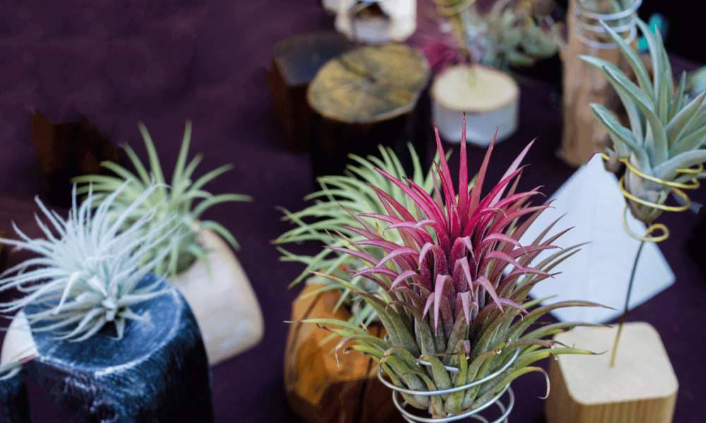 Air Plants: How to water feed and fertilize. Tillandsia