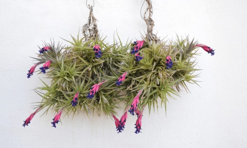 Air Plants: How to water feed and fertilize. Tillandsia. sunlight for airplants