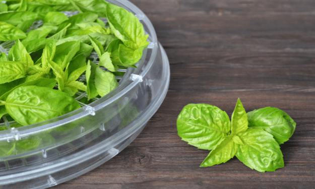 Basil leaves on dehydrator tray