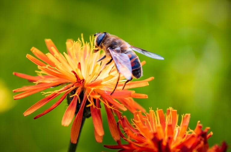 Bee collects nectar from flower crepis alpina. Bee pollinates flower.