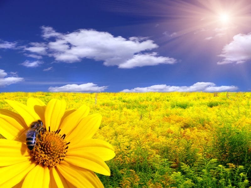 Bee on the flower in the yellow meadow. A bee pollinates flowers. Pollinators to your garden.