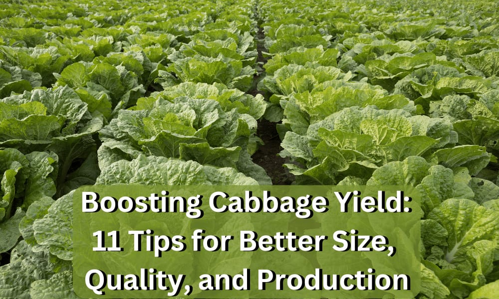 Cabbage - boost cabbage yield