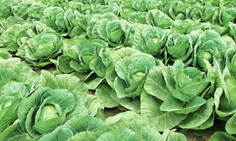 Cabbage - boost cabbage yield. Row of cabbage heads