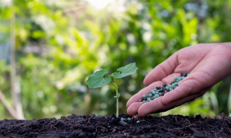 fertilizer added to the base of a plant