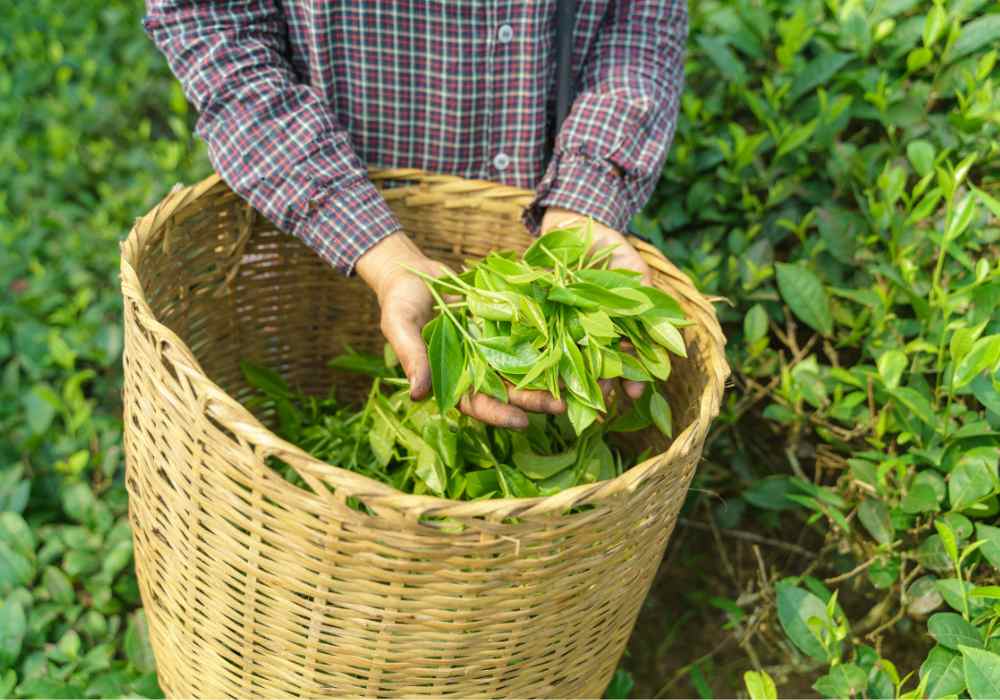 A Step-by-Step Guide to Growing and Enjoying Your Own Tea Garden: From Seed to Sip harvesting tea