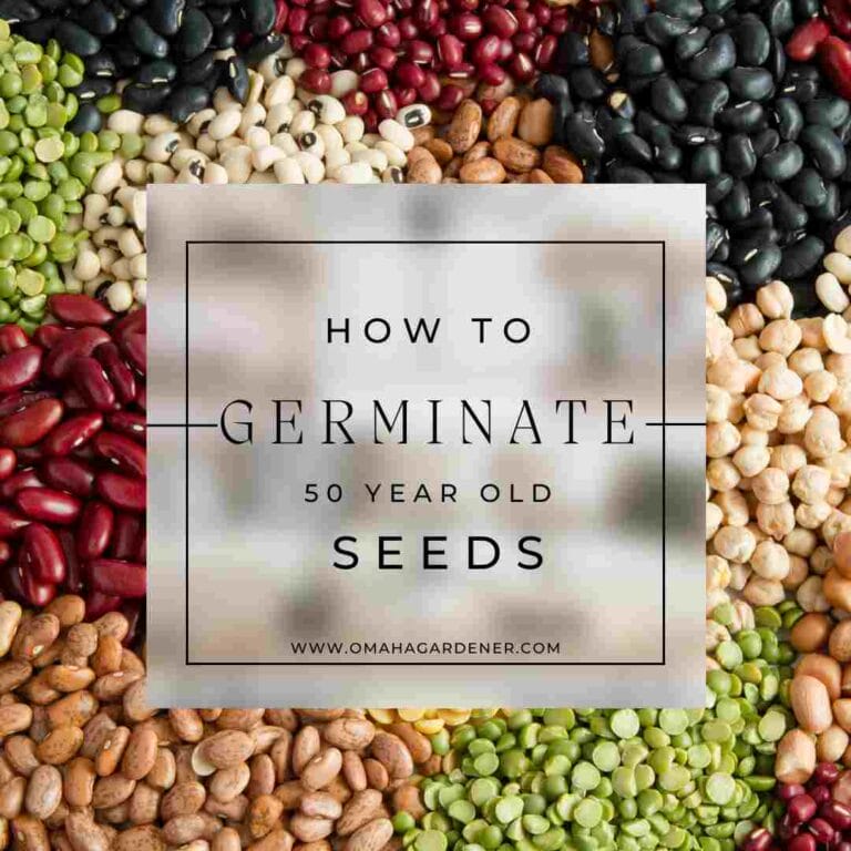 How To Germinate 50 Year Old Seeds