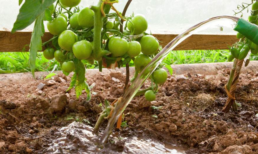 Tomato plant being watered. Mealy Tomato