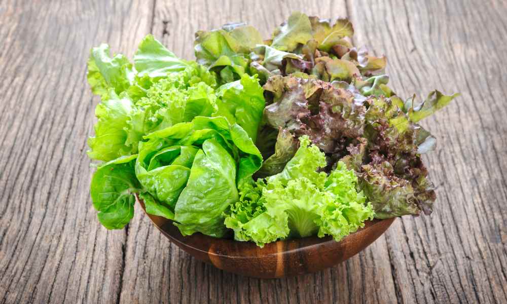 bowl of green leaf lettuce, read leaf lettuce, romain lettuce