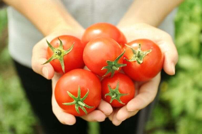 Hands holding several ripe, red tomatoes, some of which look a bit mealy. omahagardener.com