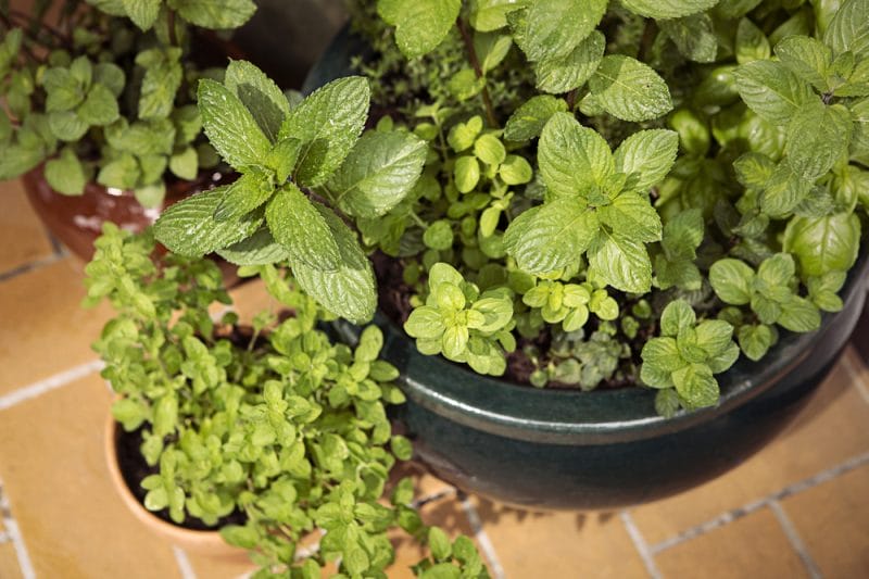Various mint plants in pots