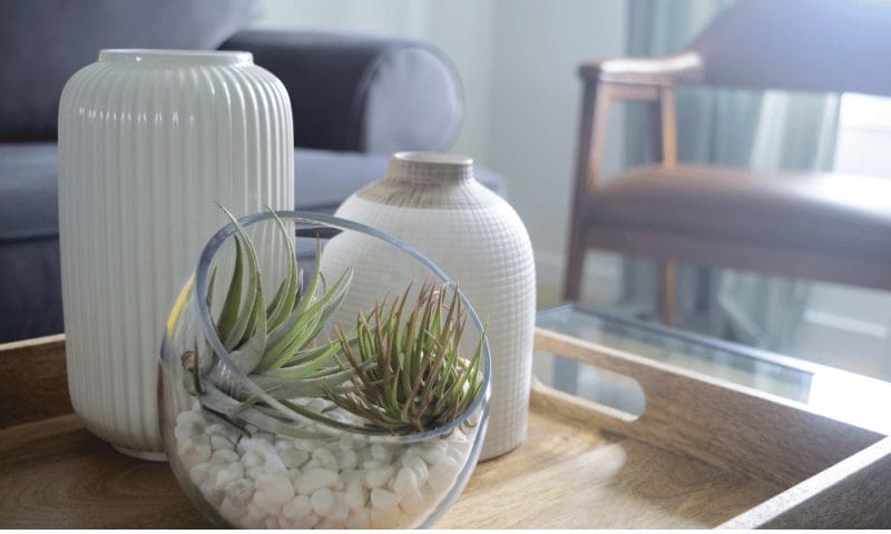 Air Plant Mastery: The Total Tillandsia Guide 3 air plant in rocks. repotted. Air Plants: How to water feed and fertilize. Tillandsia