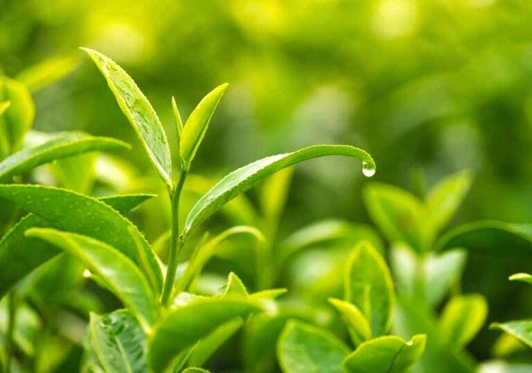 A Step-by-Step Guide to Growing and Enjoying Your Own Tea Garden: From Seed to Sip tea leaves.