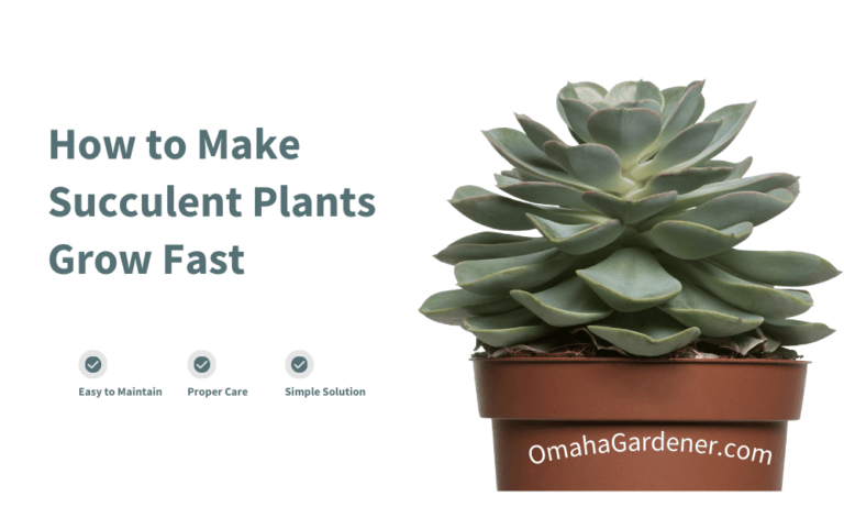 tips to accelerate succulent plants. Growth of your succulent plant.