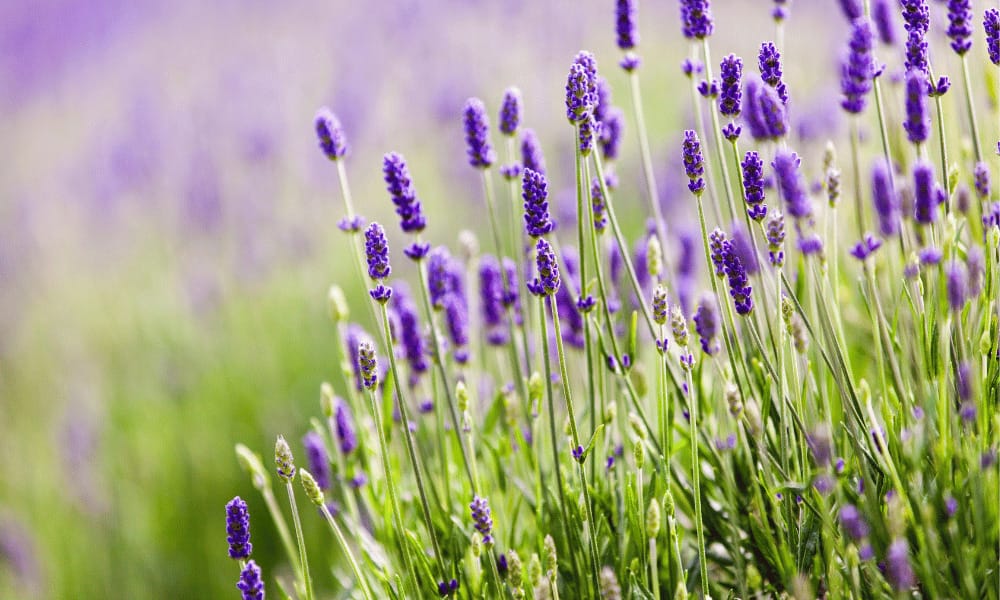 Lavender plants